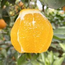 京东 正宗江西赣南脐橙甜橙子新鲜水果生鲜赣州现摘现发 包邮