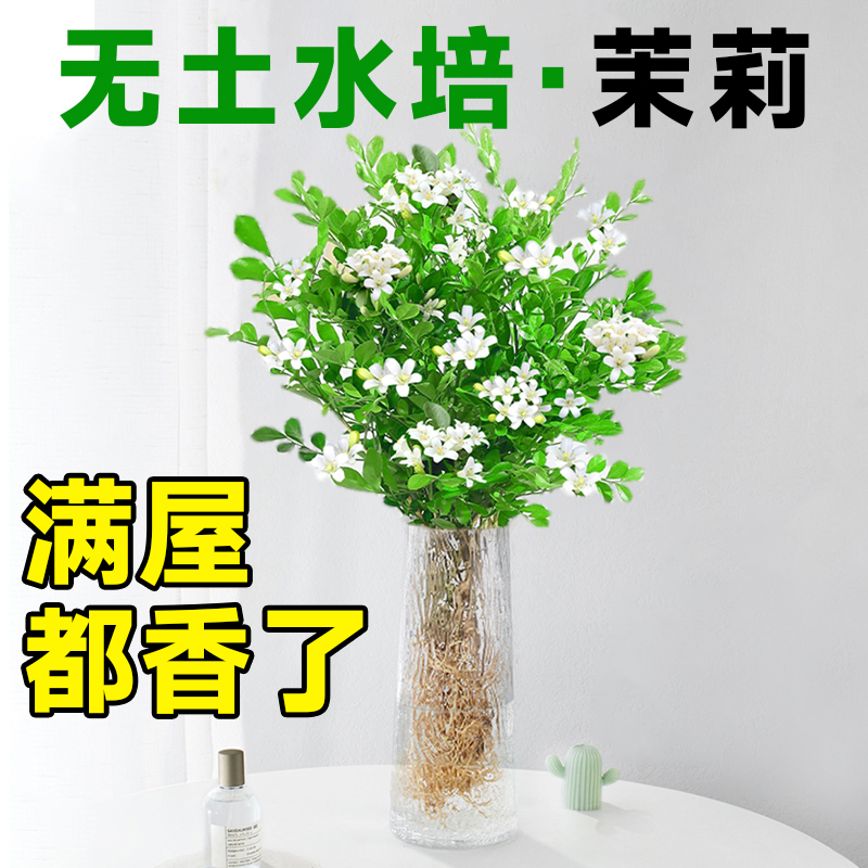茉莉花水培植物盆栽苗室内桌面懒人植物好养九里香绿植水养鲜花卉