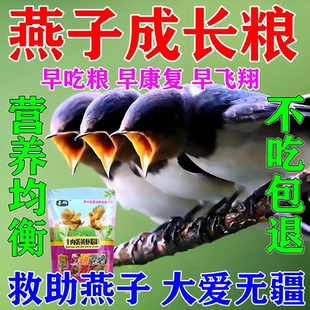 燕子食物幼鸟饲料吃的粮食燕科灰燕鸟家燕凤头雨燕金丝燕金腰专用