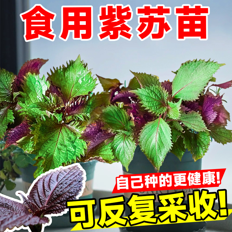 紫苏苗盆栽蔬菜苗可食用大叶南方阳台树苗种植种菜子种花四季大全