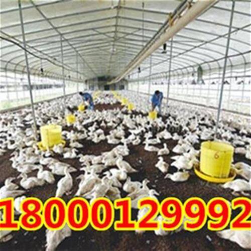 u户外搭建全套养殖大棚r骨架养鸡场猪I舍鸭鹅钢管钢架保温隔热椭