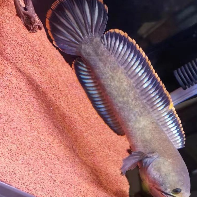 南鳢原生冷水鱼凶猛鱼七彩电龙淡水鱼电龙鱼观赏鱼原生彩虹电龙鱼