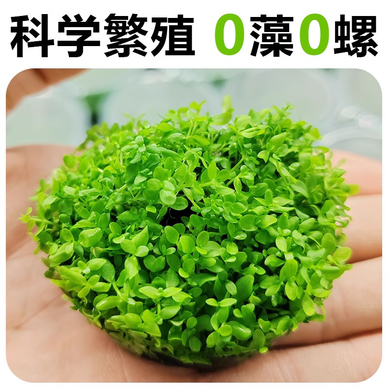 无菌杯爬地矮珍珠趴地迷你水草植物鱼缸造景真水草懒人阴性前景草