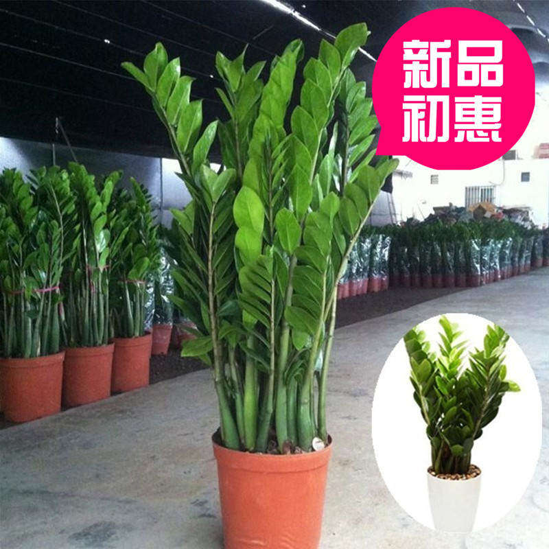 金钱树榕树植物盆栽白掌发财树幸福树盘景办公室室内去除甲醛erro