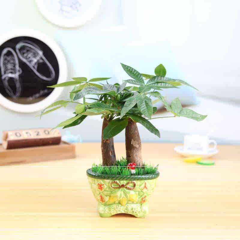 餐桌上摆放的绿植发财树盆栽植物吧台小草观赏书房办公室家居好养