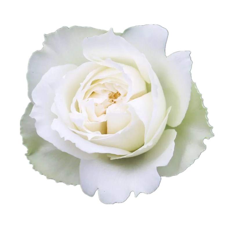 伊芙婚礼之路大花浓香包子型月季花苗纯白色玫瑰阳台花园观花植物