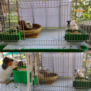 宠物荷兰猪笼子豚鼠笼子天竺鼠笼子兔笼垂耳兔笼子荷兰猪豚鼠笼子