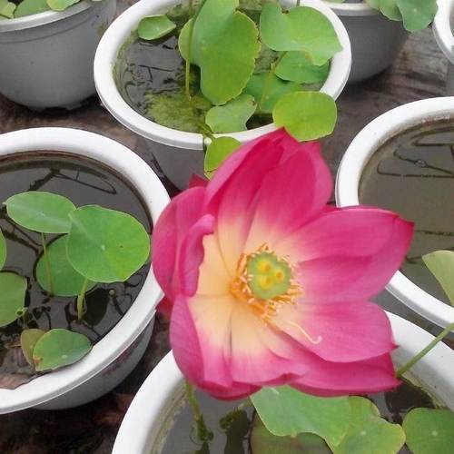 【水培开花】莲花懒人水养开花碗莲水培植物荷花阳台和鱼共养