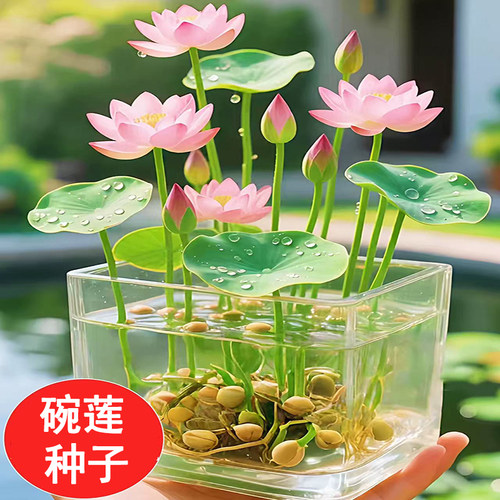 【水培开花】莲花懒人水养开花碗莲水培植物荷花阳台和鱼共养