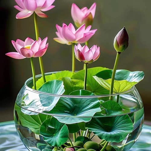 【水培开花】莲花懒人水养开花碗莲水培植物荷花阳台和鱼共养