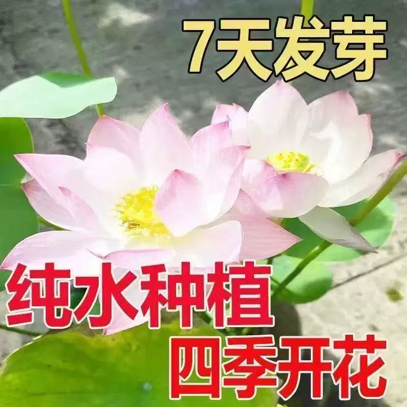 正宗水培碗莲种子迷你莲花荷花种子装饰绿植盆栽植物户外四季开花
