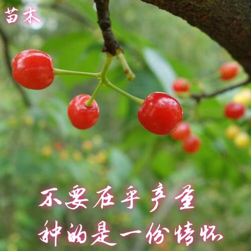 野生现挖红樱樱桃苗庭院种植