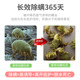 除螨包床上用家用去螨虫除螨虫神器天然植物袪螨包螨立净中草药贴