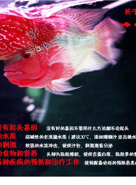 罗汉鱼食鱼料罗汉鱼饲料观赏鱼饲料增头攻头增艳增红热带鱼鱼食