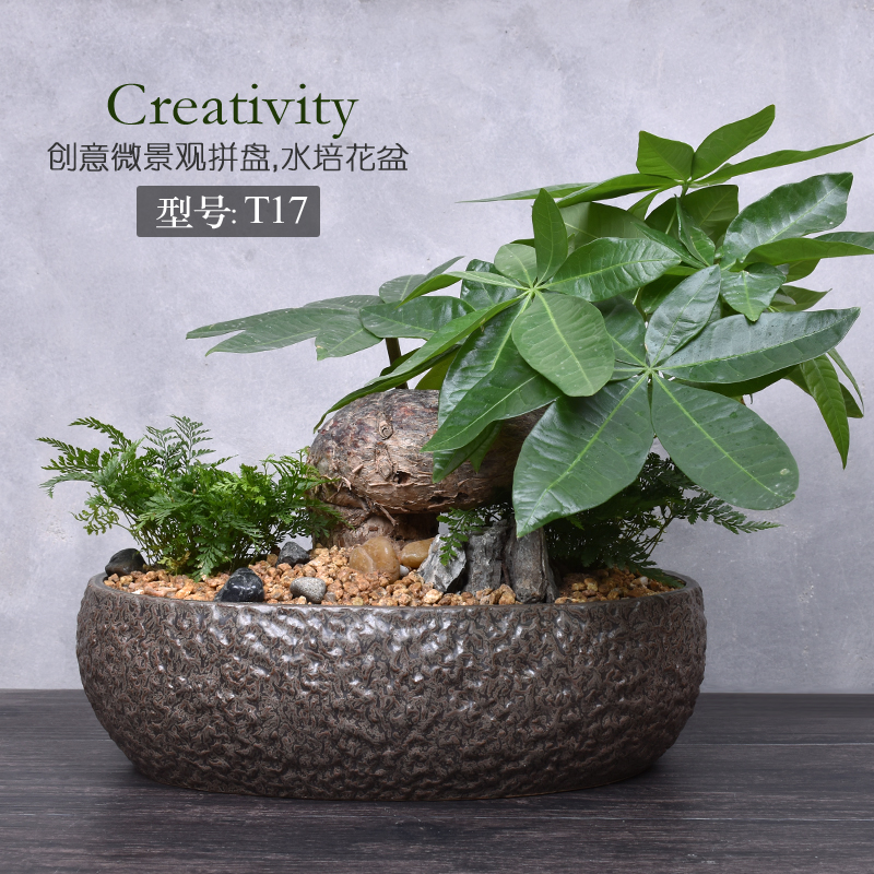 铜钱草花盆大号水仙花盆碗莲养鱼缸陶瓷多肉花盆水养水培植物拼盘