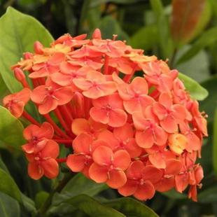 龙船花苗龙船花龙船花苗大叶龙船花品种高约15-20厘米黄粉红3色大