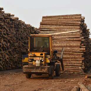 工地河道打桩杉木桩防洪木桩杉木支撑大直径4米