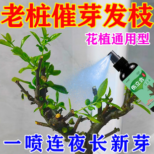 【一次长新芽】植物催芽剂老桩促发芽月季三角梅发财树优芽素通用