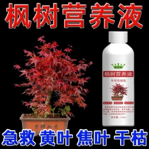八个老头枫树营养液专用浓缩型