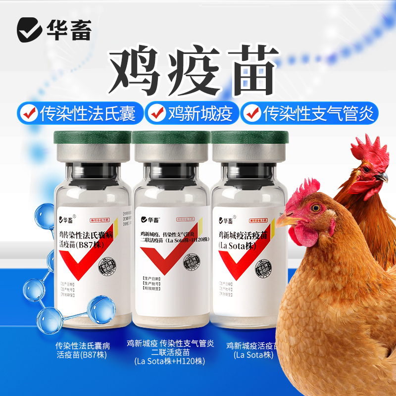 华畜鸡新城疫活疫苗LaSota滴鼻点眼饮水鸡鸭鹅禽预防鸡瘟鸡药疫苗