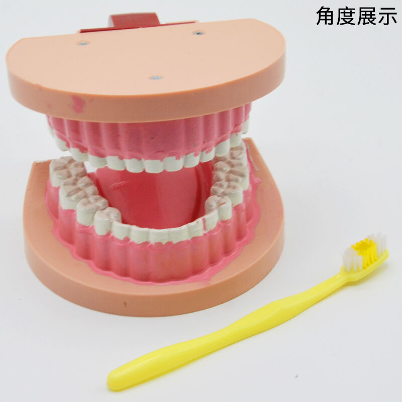 极速牙齿模型儿童牙列模型J39052小学科学实验器材生物教学仪器