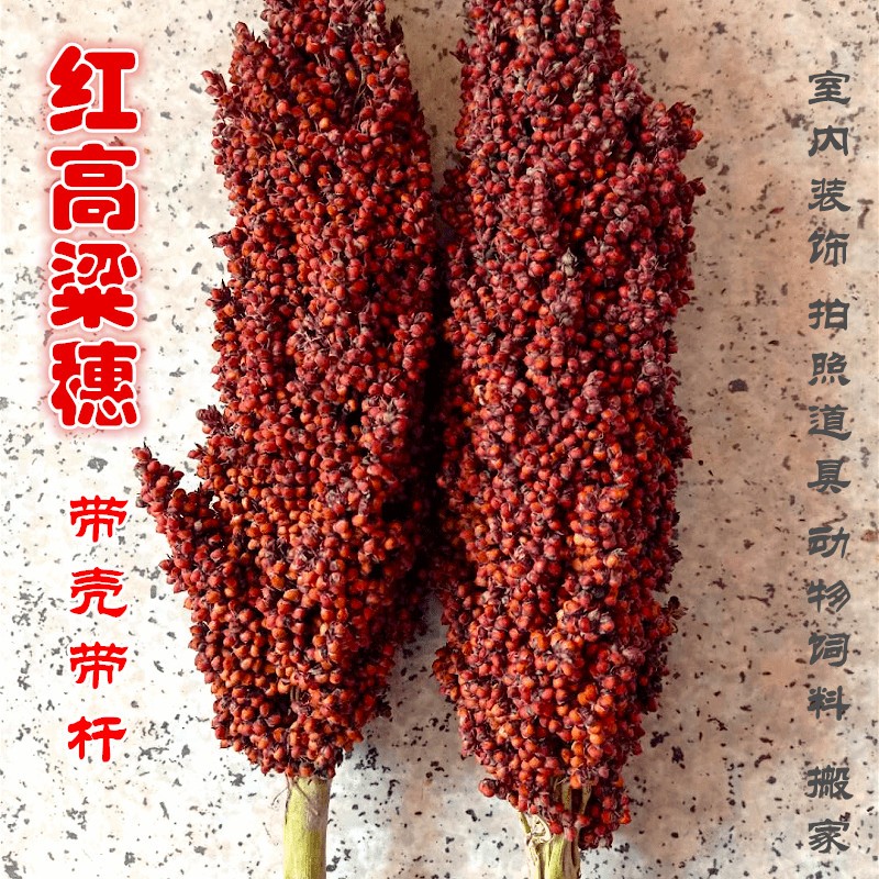 带壳高粱米 整株高粱带叶带杆带根1鸟粮鼠粮份斤结婚搬家红高粱穗