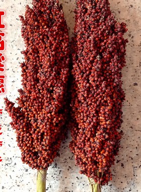 带壳高粱米 整株高粱带叶带杆带根1鸟粮鼠粮份斤结婚搬家红高粱穗