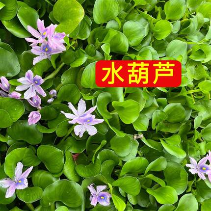 芙蓉莲水芙蓉水培水生植水葫芦水草浮萍净化水质鱼虾龟缸造景植物