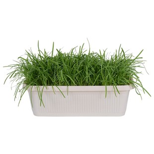 南宫特产黄韭盆景韭菜根苗种水培阳台盆栽无公害有机蔬菜盆景礼品