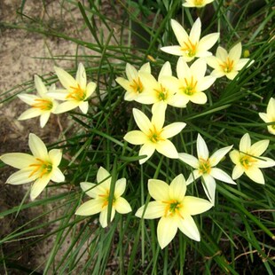 葱兰花苗风雨兰韭菜兰葱莲石蒜庭院绿化花卉工程苗室内外观花植物