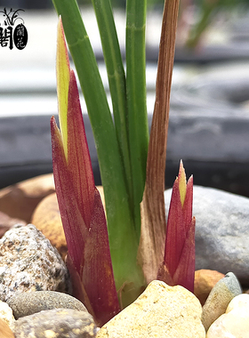 胭脂红 建兰四季兰花苗现带花苞出售红色花好养花卉盆栽