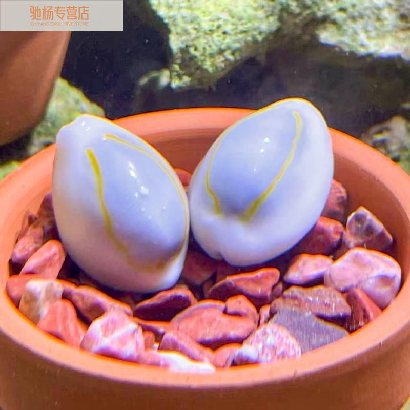 观赏螺除绿藻金环宝螺宠物海螺角蝾螺牛眼螺净化海缸吃藻紫底星螺