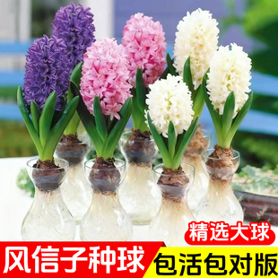 风信子种球水培套装 水养花卉植物土培盆栽郁金香种子 荷兰进口四季