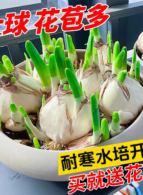 漳州水仙花种球种子盆栽水养花卉球种室内冬季水培植物花球带花苞