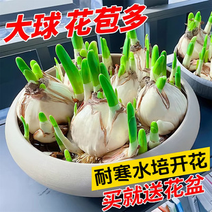 漳州水仙花种球种子盆栽水养花卉球种室内冬季 水培植物花球带花苞