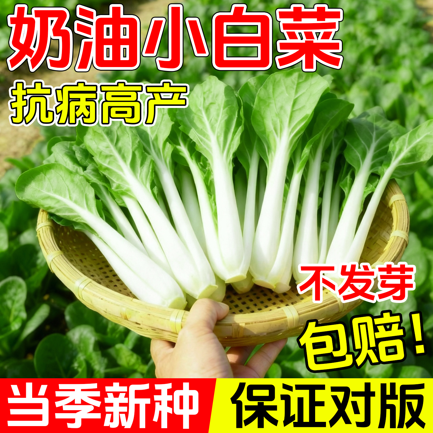 奶油速生黄金小白菜种子耐寒青梗