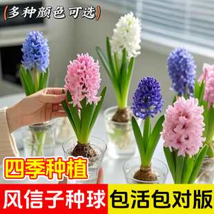 风信子种球水培套装 水养花卉植物土培盆栽郁金香种子 荷兰进口四季