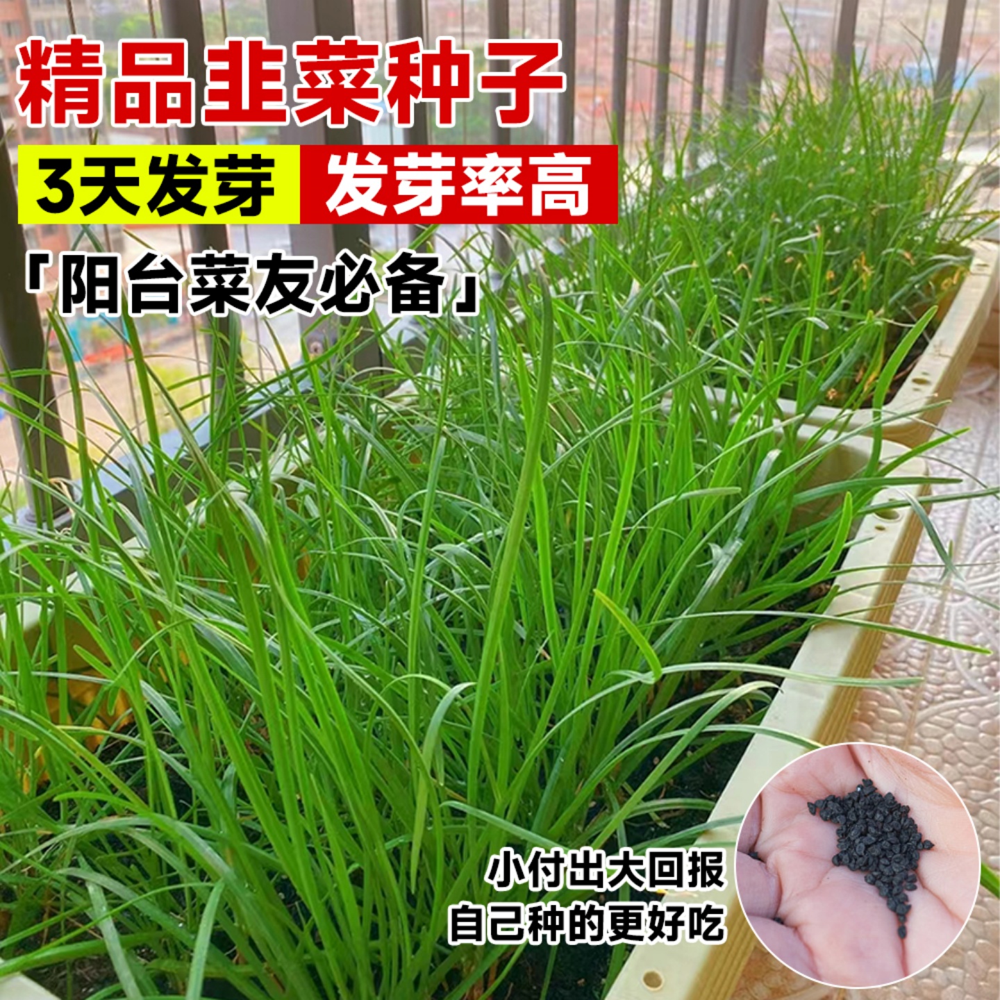 韭菜种籽紫根苗秧四季宽叶大小叶