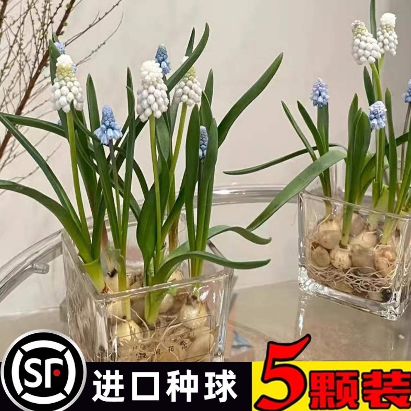 5颗水培葡萄风信子方玻璃瓶套装