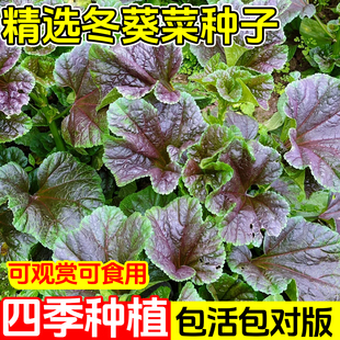 冬寒菜种子耐寒蔬菜秋冬家庭小院种植冬葵菜耐寒蔬菜寒菜种子大苗