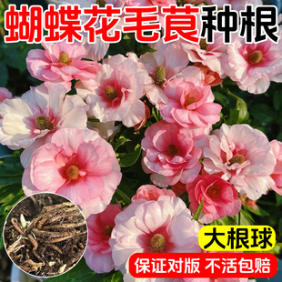 进口蝴蝶花毛茛洋牡丹盆栽重瓣种球根花苗种子室内外四季播种开花