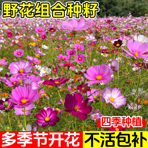 野花组合花种子籽孑四季播种开花