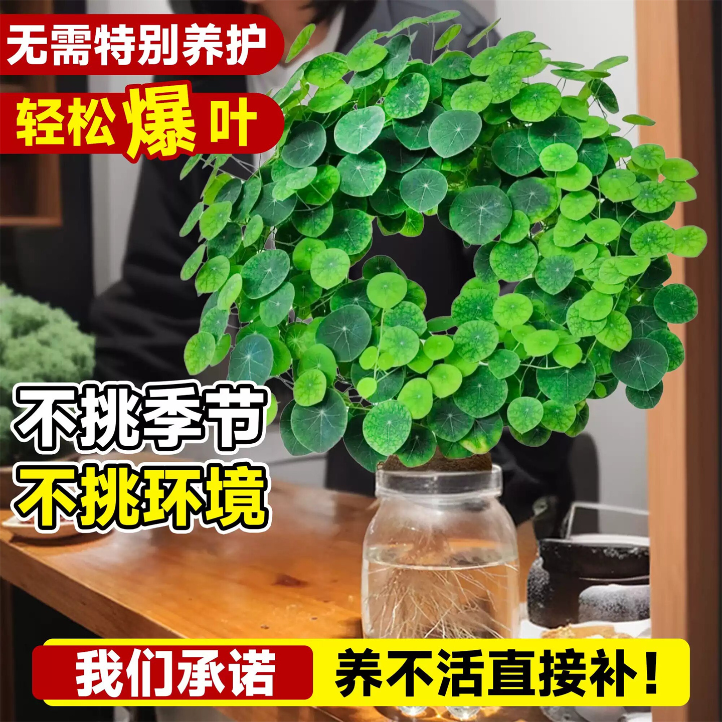 山乌龟种球爬藤水培植物