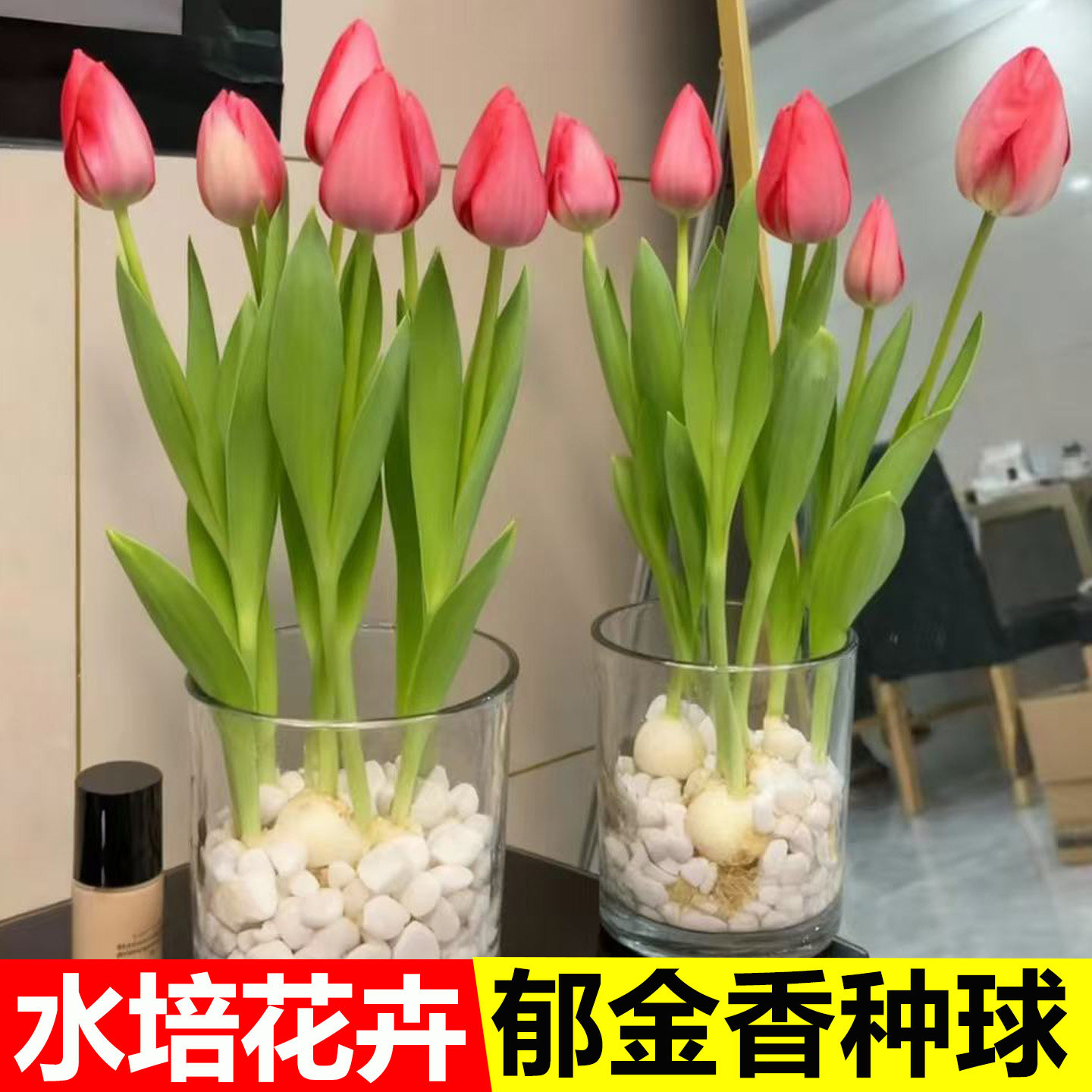 郁金香种球水培花卉绿植物室内外盆栽荷兰鲜花种籽子易活四季好养,鲜花速递/花卉仿真/绿植园艺,时令草本花卉,淘宝优惠券,粉丝福利购,淘宝优惠卷