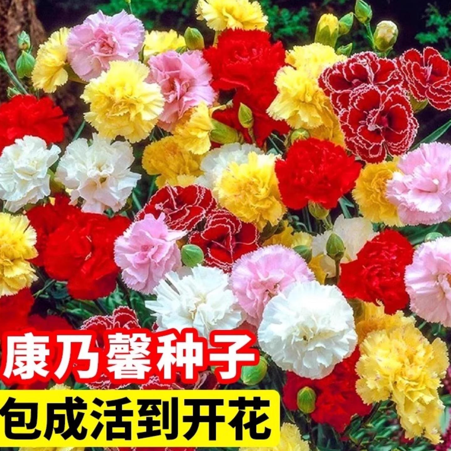 重瓣康乃馨花籽混色太阳花玫瑰花