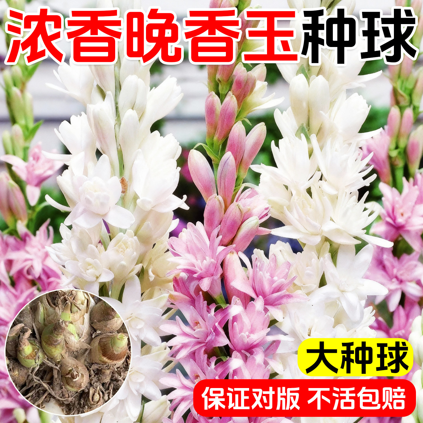 重瓣晚香玉种球浓香型大花球根带花苞庭院花卉盆栽多年生夜来香,鲜花速递/花卉仿真/绿植园艺,种苗/半成品盆栽,淘宝优惠券,粉丝福利购,淘宝优惠卷