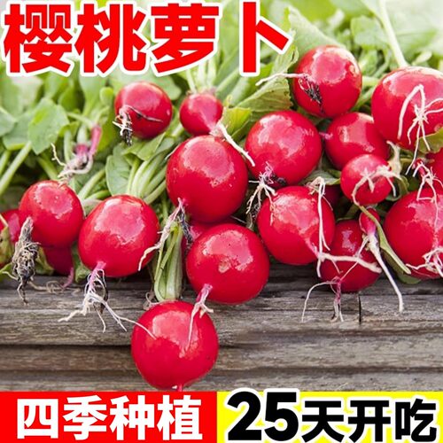 水果樱桃萝卜种籽大全四季阳台