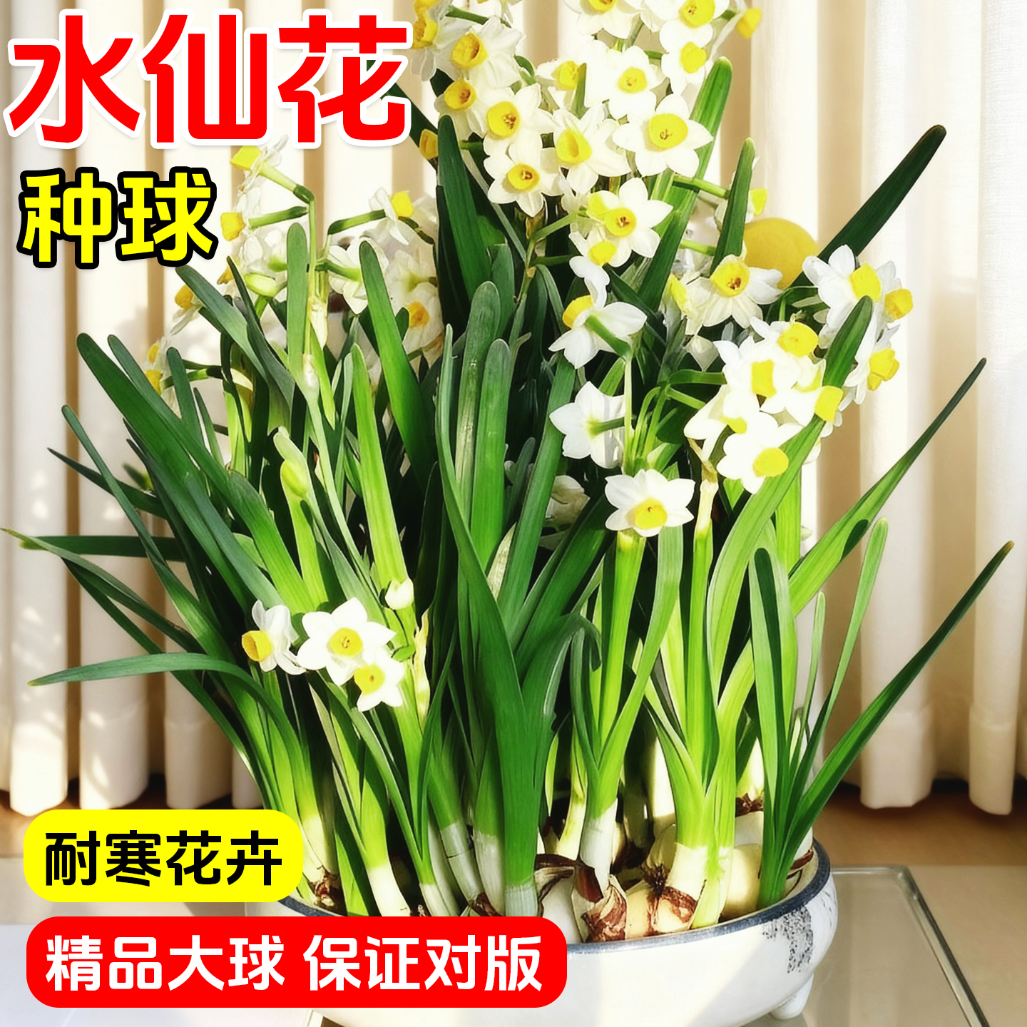 耐寒花卉浓香型水仙花重瓣种球