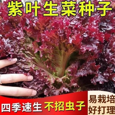 紫叶生菜种籽四季罗马生菜