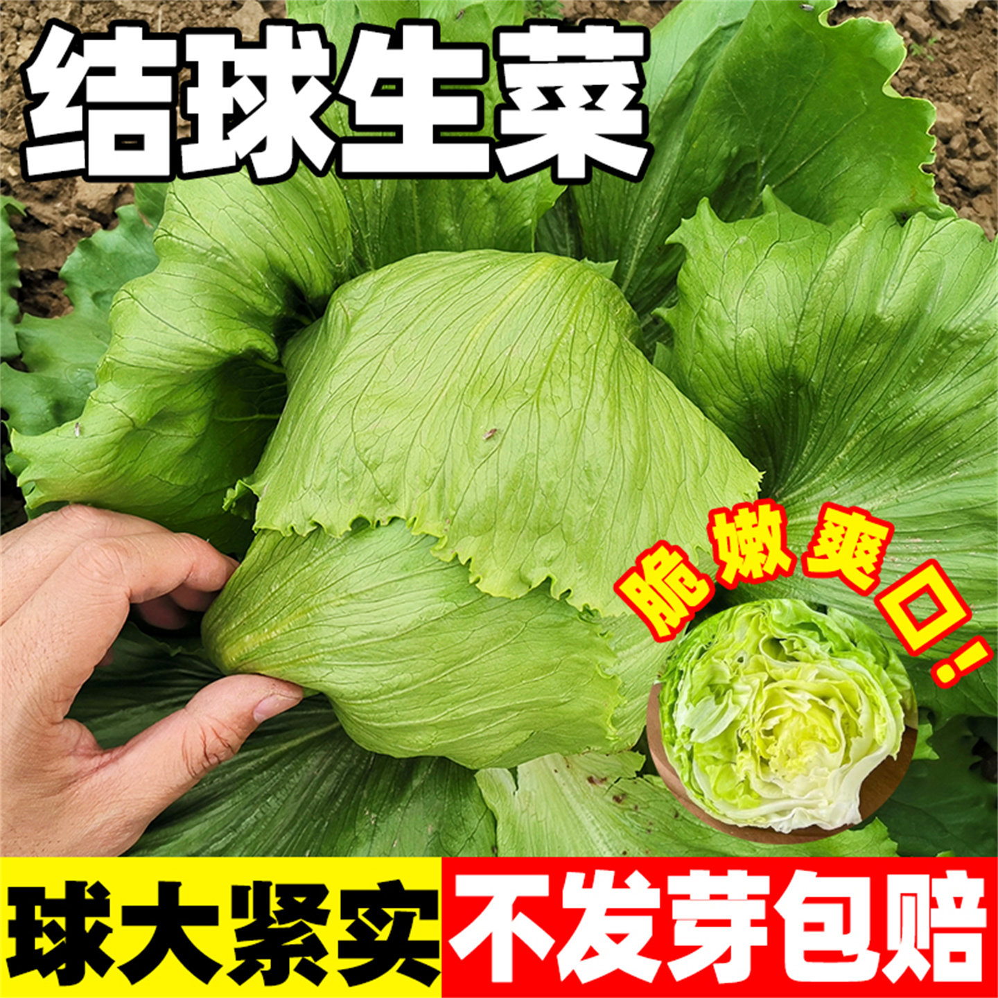 结球生菜甜脆汉堡生菜种子脆嫩爽口生吃生菜种籽盆栽四季农家蔬菜,鲜花速递/花卉仿真/绿植园艺,家庭园艺种子,淘宝优惠券,粉丝福利购,淘宝优惠卷